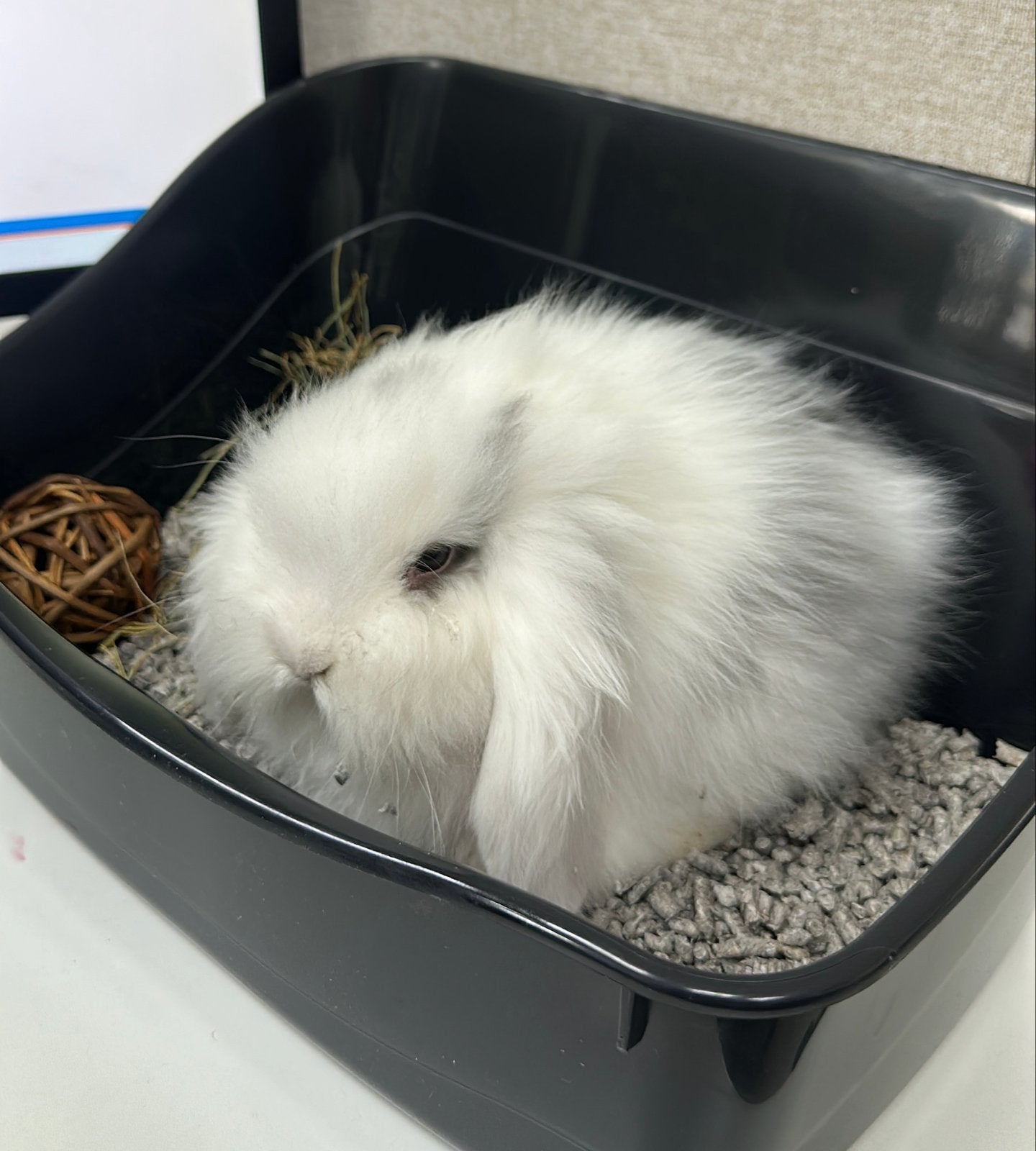 Lief Konijn + Kooi te Koop – €100, Dieren en Toebehoren, Knaagdieren en Konijnen | Toebehoren, Ophalen