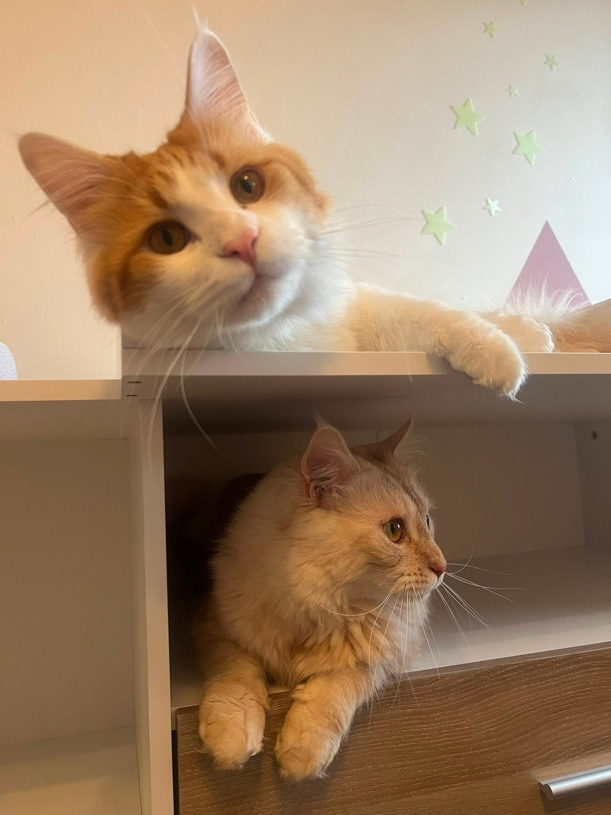 Lieve mainecoon broertjes zoeken goed huisje, Kater, Gechipt, 3 tot 5 jaar