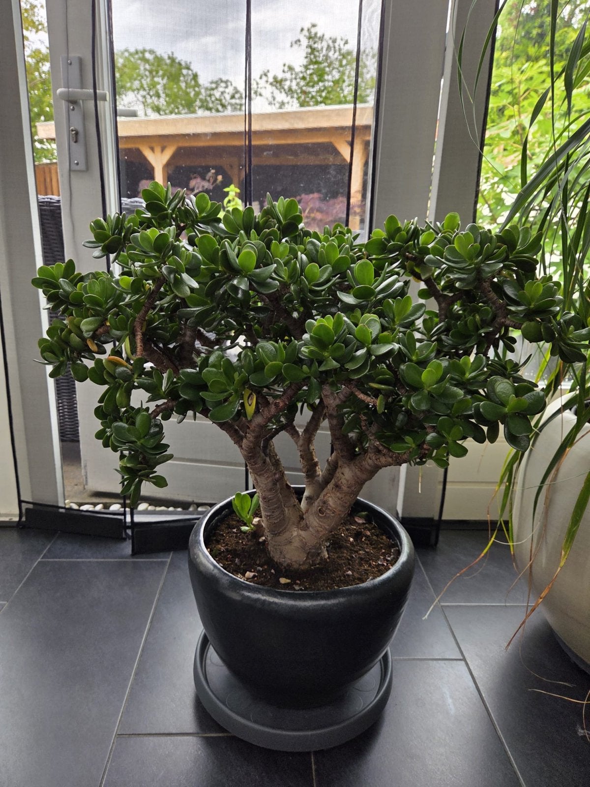 Grote Crassula Ovata (Jadeplant), Vetplant, In pot, Minder dan 100 cm, Groene kamerplant