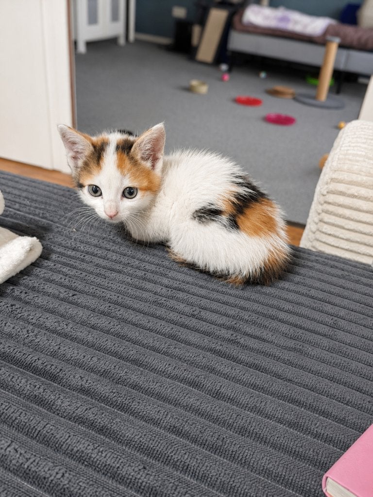 Te koop: schattige kittens, Dieren en Toebehoren, Poes, Kortharig, 0 tot 2 jaar