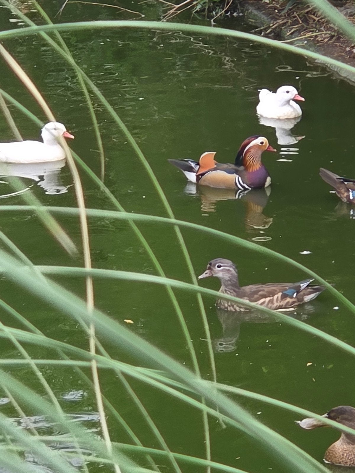 jufferkraanvogel en Manderijneenden, Dieren en Toebehoren