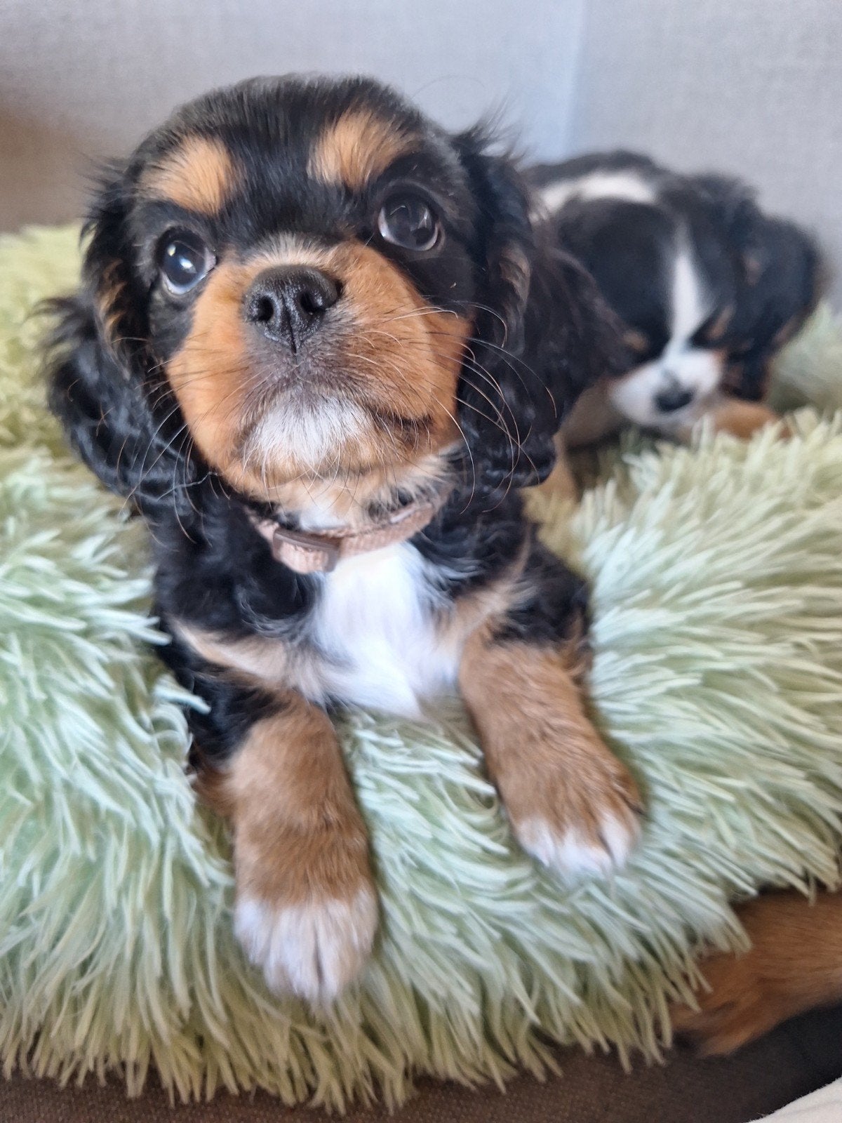 Cavelier King Charles spaniel pups, 2reutjes, Overige rassen, 8 tot 15 weken, Parvo, Meerdere
