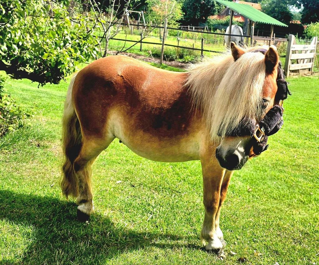 2 leuke pony hengsten (1 en 3 jr), Dieren en Toebehoren, Pony's, Meerdere dieren, A pony (tot 1.17m), 0 tot 2 jaar, Met stamboom