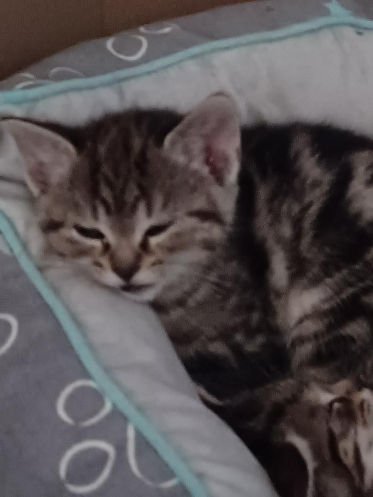 Prachtige kittens, Meerdere dieren