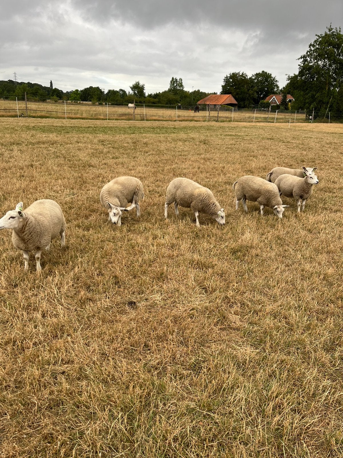 Swifter texelaar ooien, Dieren en Toebehoren, Vrouwelijk, Schaap