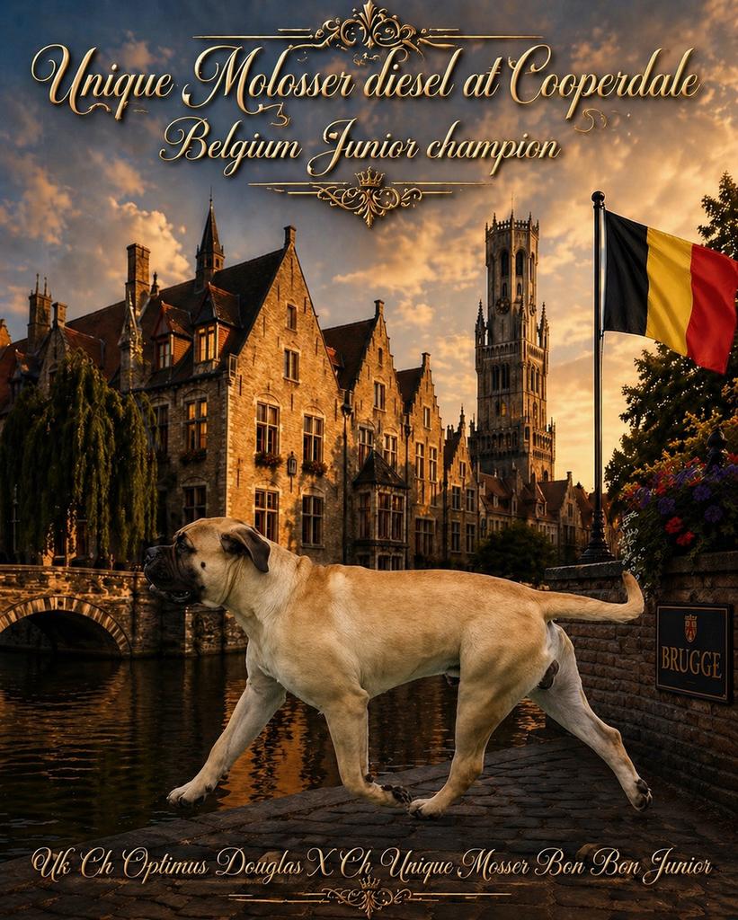 Ter Dekking Aangeboden diverse bullmastiff  dekreuen., Dieren en Toebehoren, Honden | Bulldogs, Pinschers en Molossers, Reu, Parvo