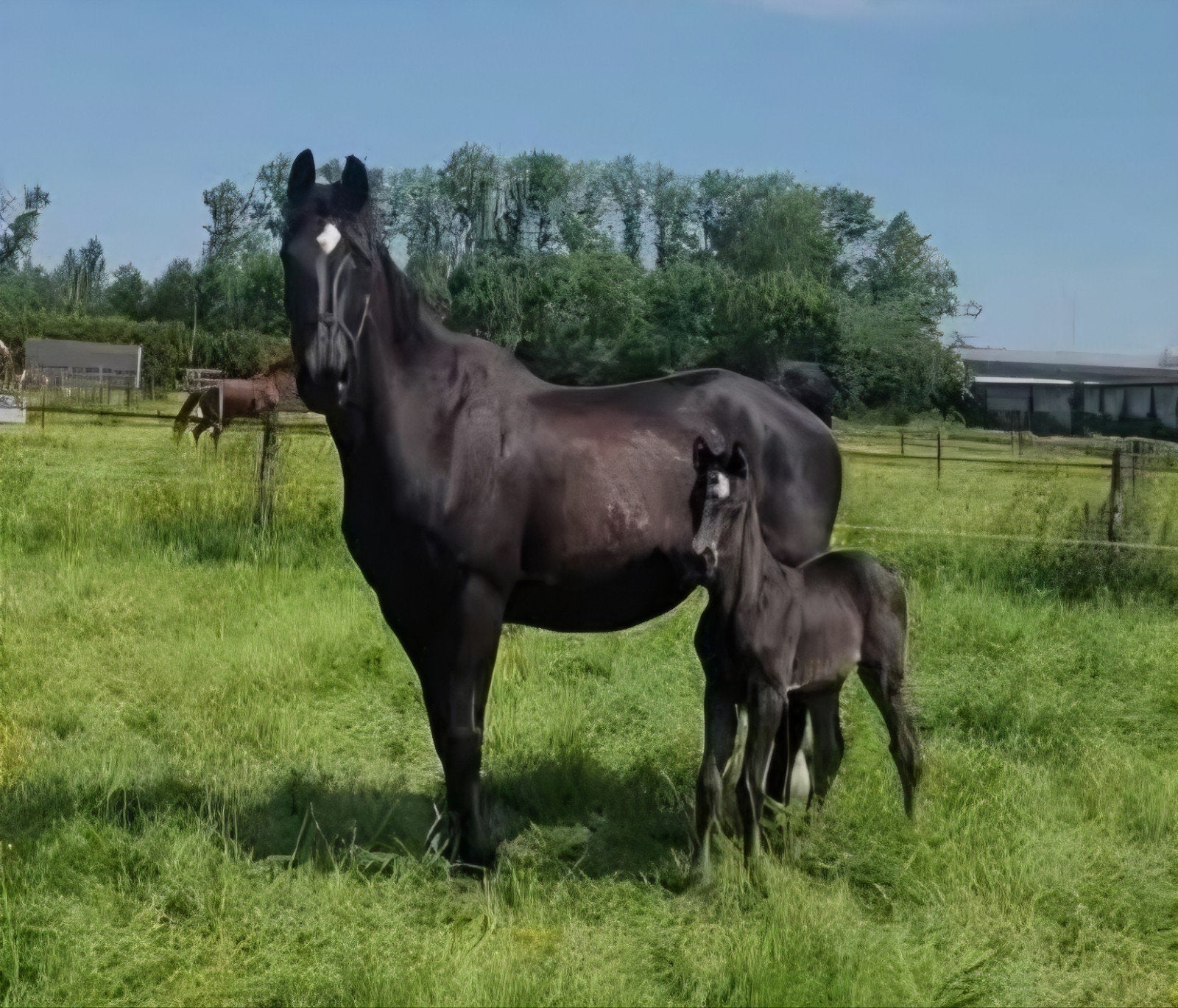 Zwarte merrie, Dieren en Toebehoren, Paarden, Merrie, Onbeleerd, Dressuurpaard, 11 jaar of ouder