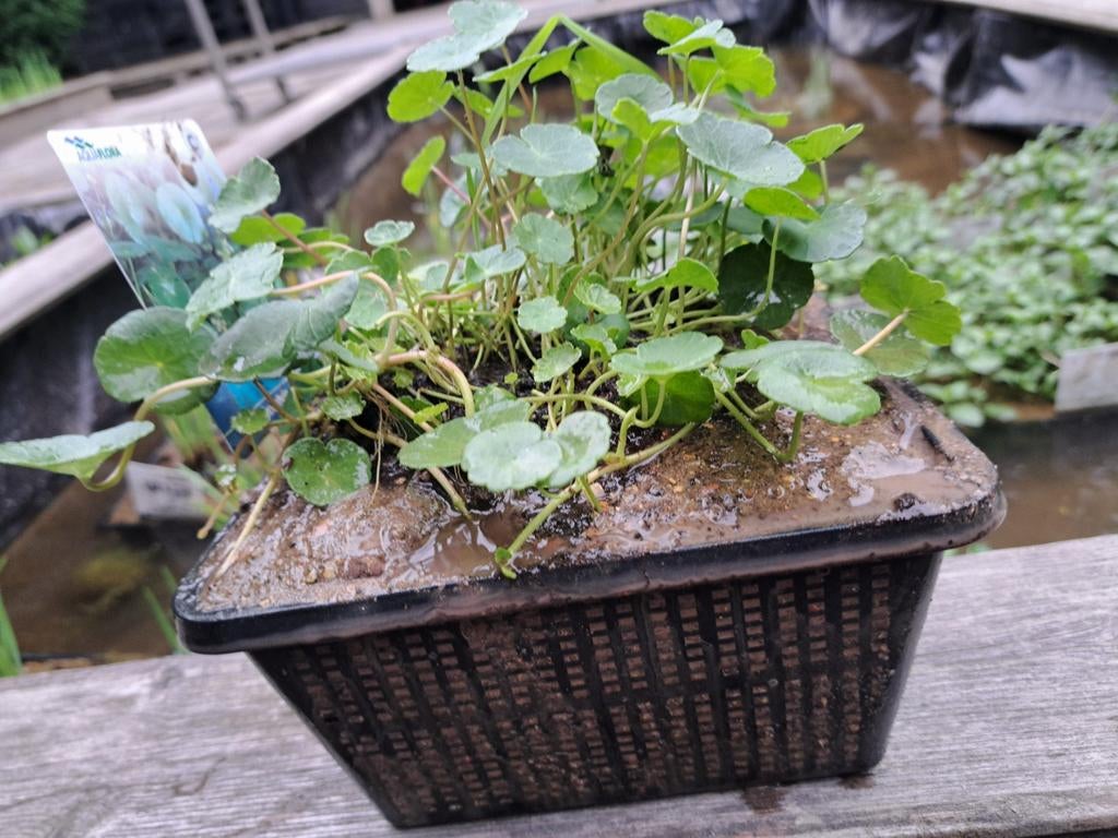 Vijver moerasplant gewone waternavel (Hydrocotyle vulgaris), Tuin en Terras, Vijvers, Nieuw, Ophalen