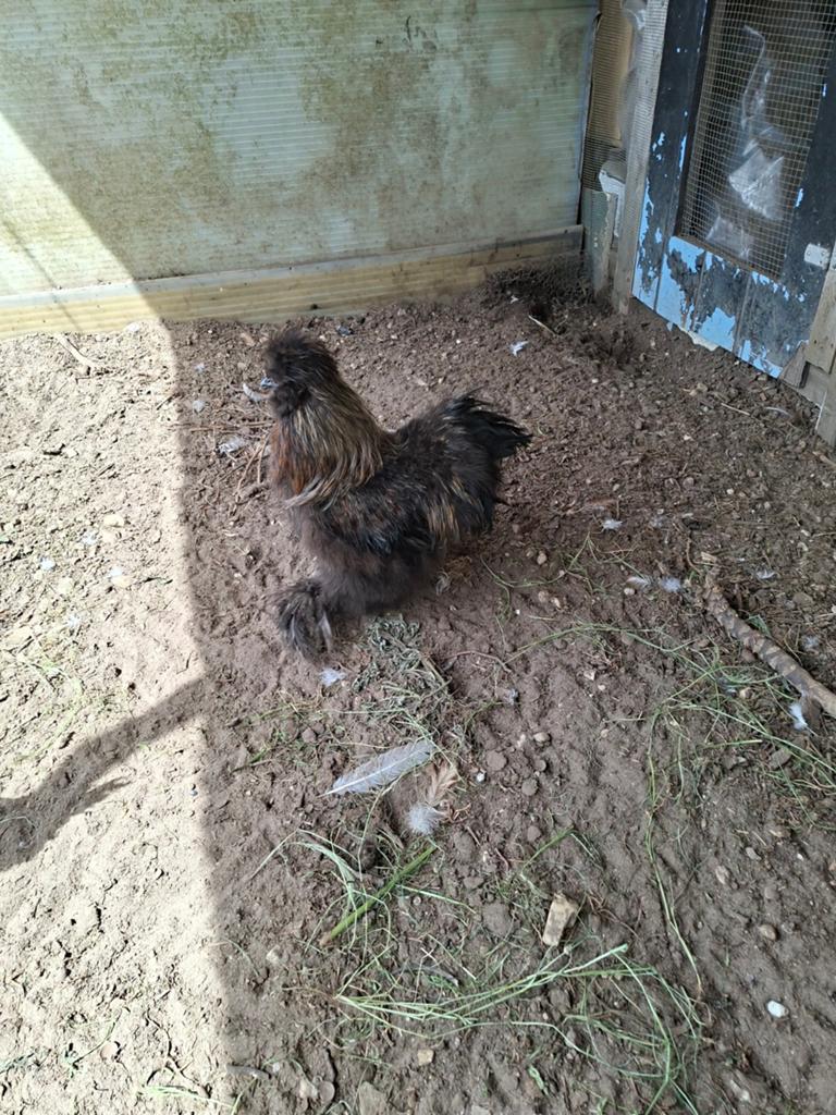 Zijde hoen haan gratis, Dieren en Toebehoren, Pluimvee, Mannelijk, Kip