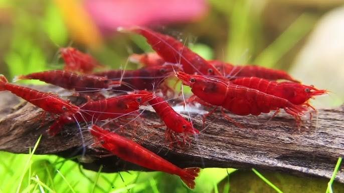 Bloody mary neocaridina garnalen high grade!, Kreeft, Krab of Garnaal