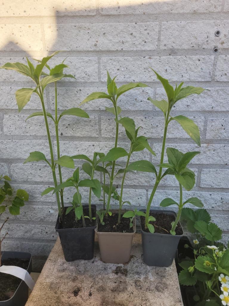 Aardpeer biologisch, Tuin en Terras, Planten | Tuinplanten, Ophalen, Volle zon