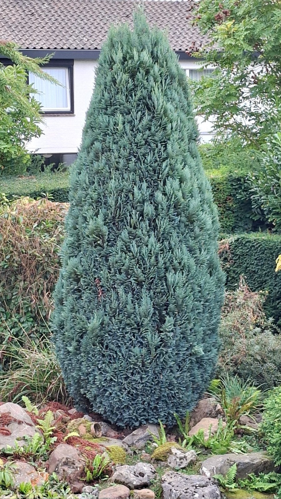 Blauwe conifeer - perfect voor elke tuin, Bloeit niet, 250 tot 400 cm, Zuilboom, Ophalen