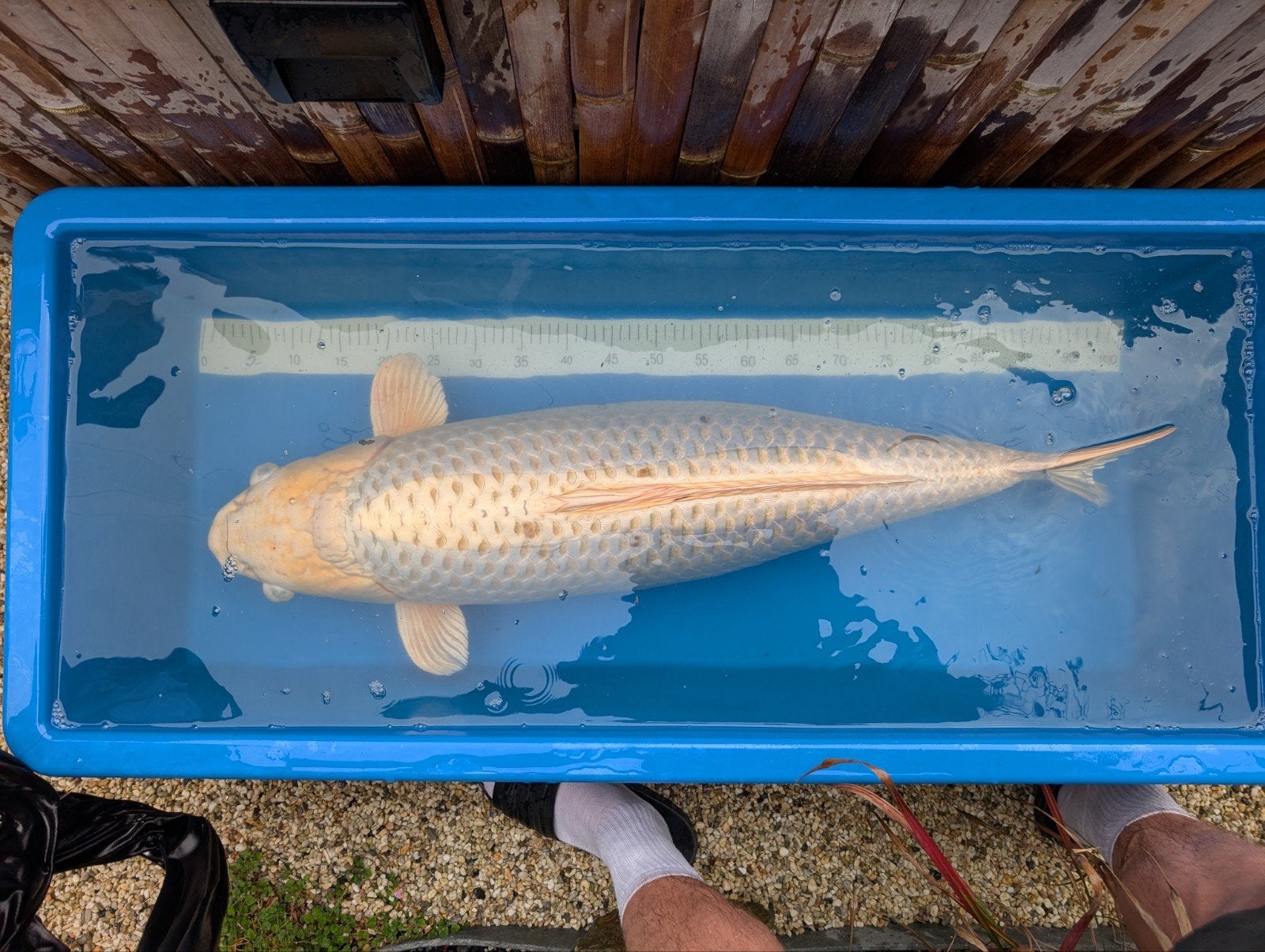 gin matsuba 87 cm, Karper of Koi