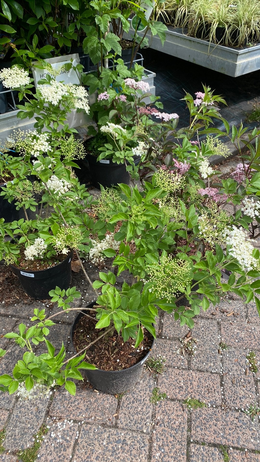 Vlierbes (Sambucus) - Diverse soorten, Volle zon, Vaste plant, Lente, Ophalen