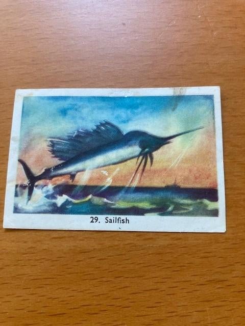 Kaartje 29 Sailfish van het album Zo moet je Vissen. Rizla, Ophalen of Verzenden, Zo goed als nieuw, Prentenboek