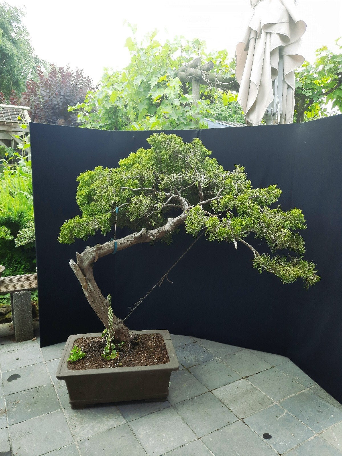 Bonsai Juniperus Sabina, Tuin en Terras, Planten | Bomen, Overige soorten, 100 tot 250 cm, Ophalen