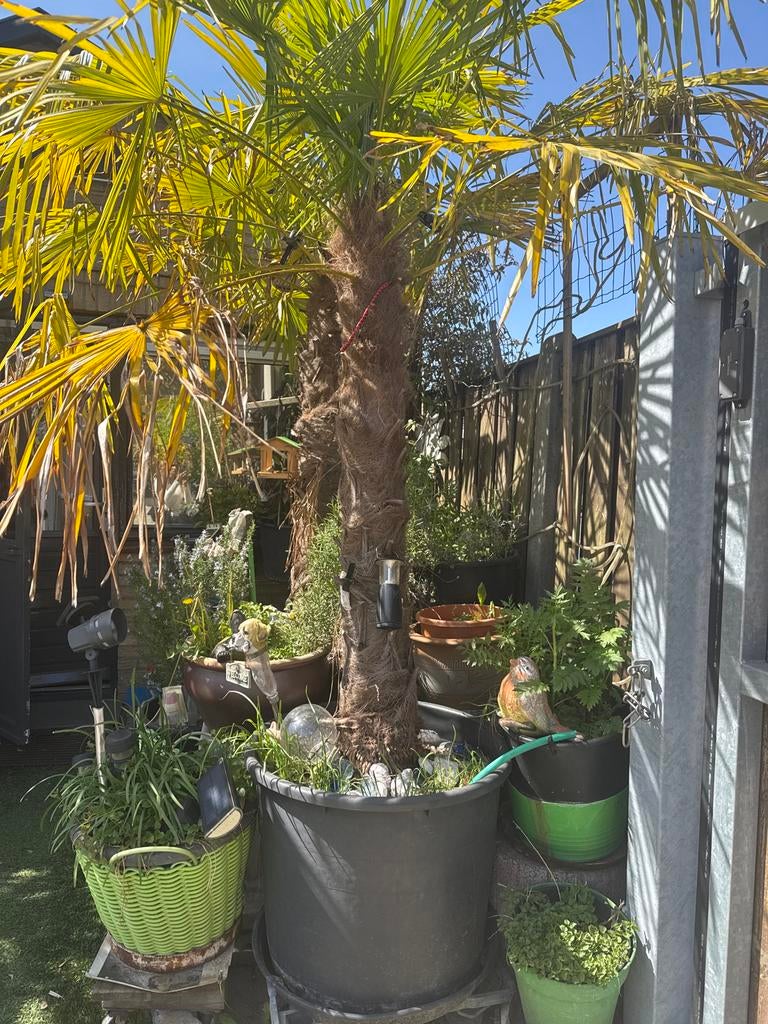 Grote Palmboom (Trachycarpus fortunei) in Pot, Tuin en Terras, Planten | Bomen, Ophalen of Verzenden, 100 tot 250 cm, Zomer, Palmboom