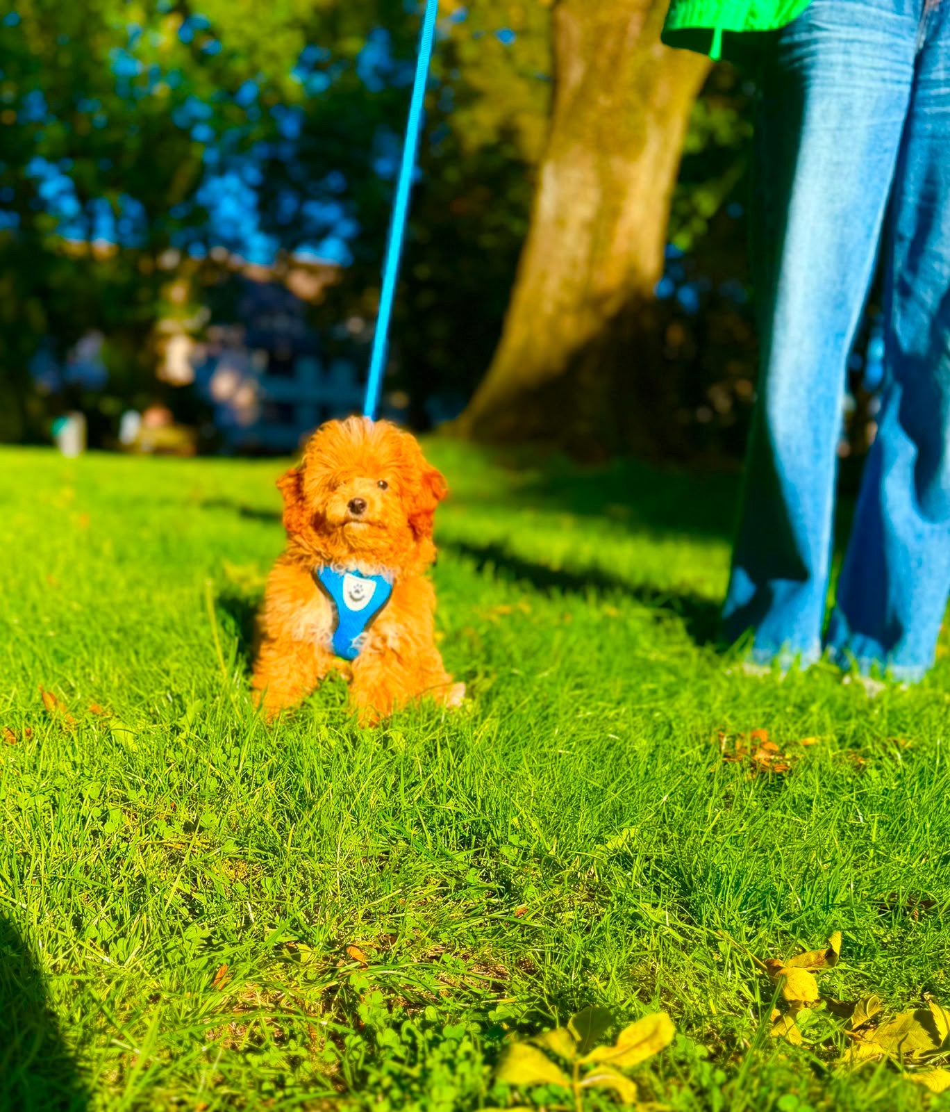 TOYPOEDEL / POEDEL / TOY POODLE – AZIATISCHE BLOEDLIJNEN, Poedel, 15 weken tot 1 jaar, Reu, Buitenland