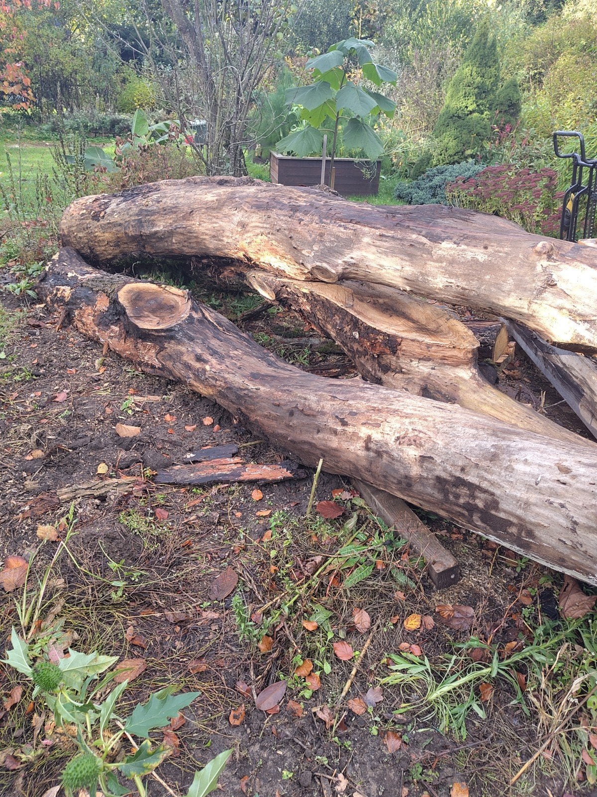 Walnoten hout - Stammen, Doe-het-zelf en Verbouw, Gebruikt, Overige typen, Ophalen of Verzenden, Overige houtsoorten
