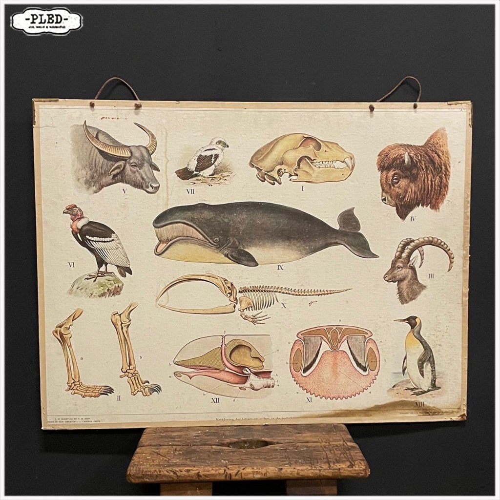 Oude dubbelzijdige schoolplaat - Biologie - Olifant Walvis, Antiek en Kunst, Antiek | Schoolplaten, Ophalen, Natuur en Biologie
