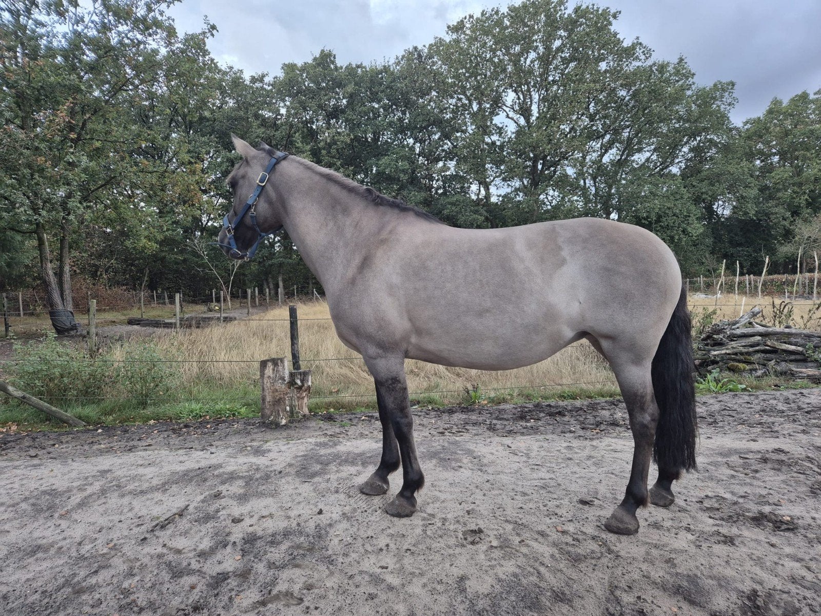 Go – lieve, aanhankelijke merrie van 9 jaar, Merrie, Zadelmak, Recreatiepony, D pony (1.37m tot 1.48m)