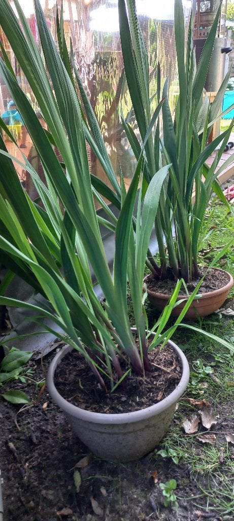 Gladiolen 4 euro per pot., Volle zon, Eenjarig, Zomer, Ophalen