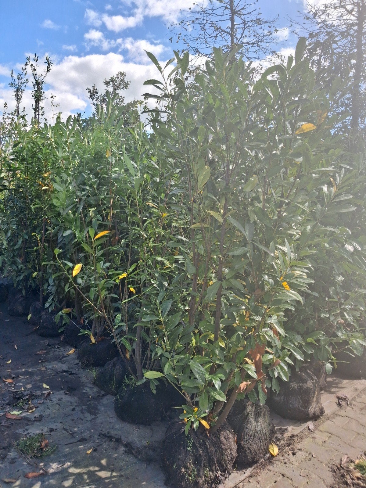 Actie!! laurier 150-200 cm €10,- 28 stuks!!, Ophalen of Verzenden, Laurier, Struik, 100 tot 250 cm