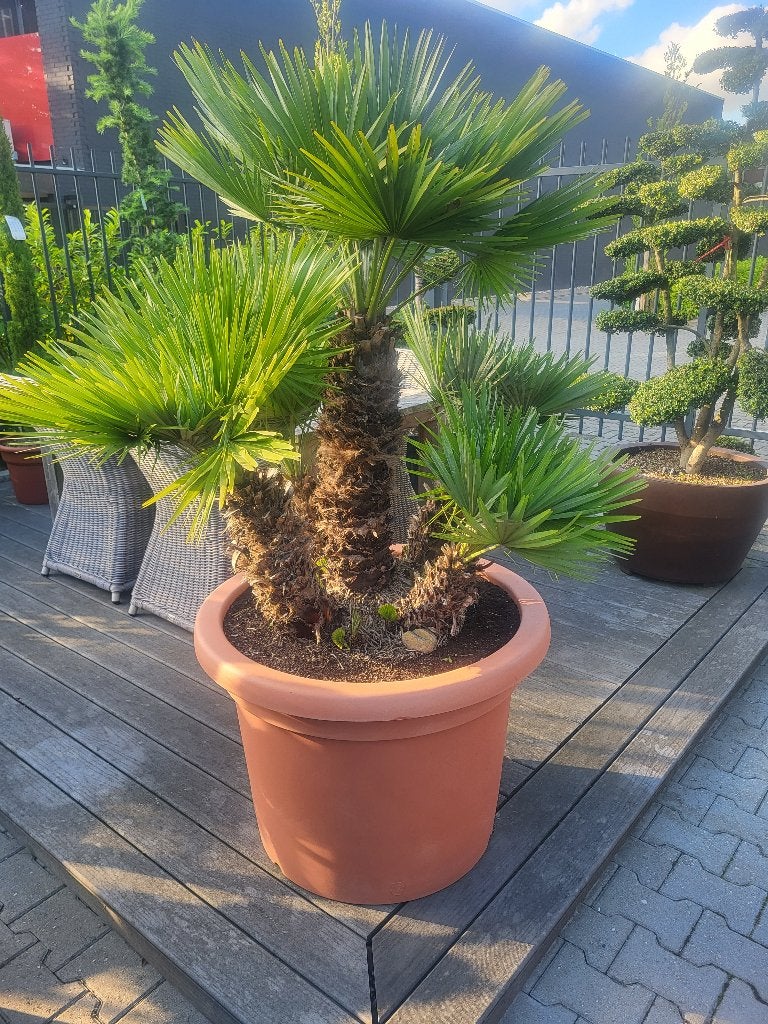 chamaerops humilis "Vulcano, Tuin en Terras, Planten | Bomen, Overige soorten, 100 tot 250 cm, Zomer, Ophalen