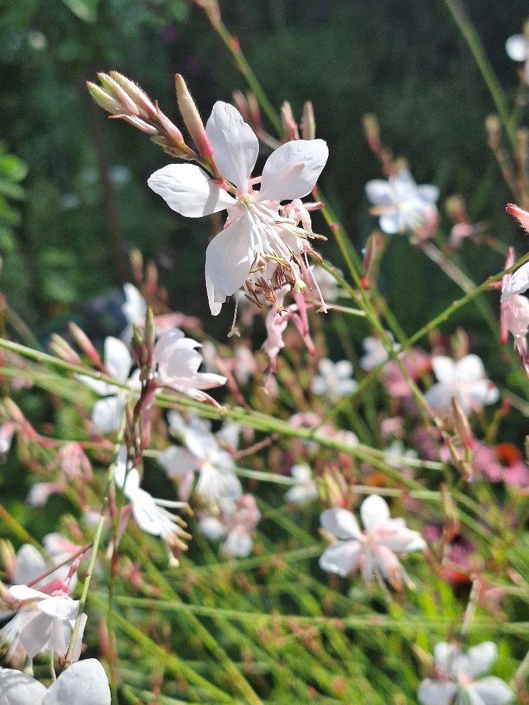 Gaura - Prachtige vlinderbloem voor uw tuin, Ophalen of Verzenden, Voorjaar, Volle zon, Zaad