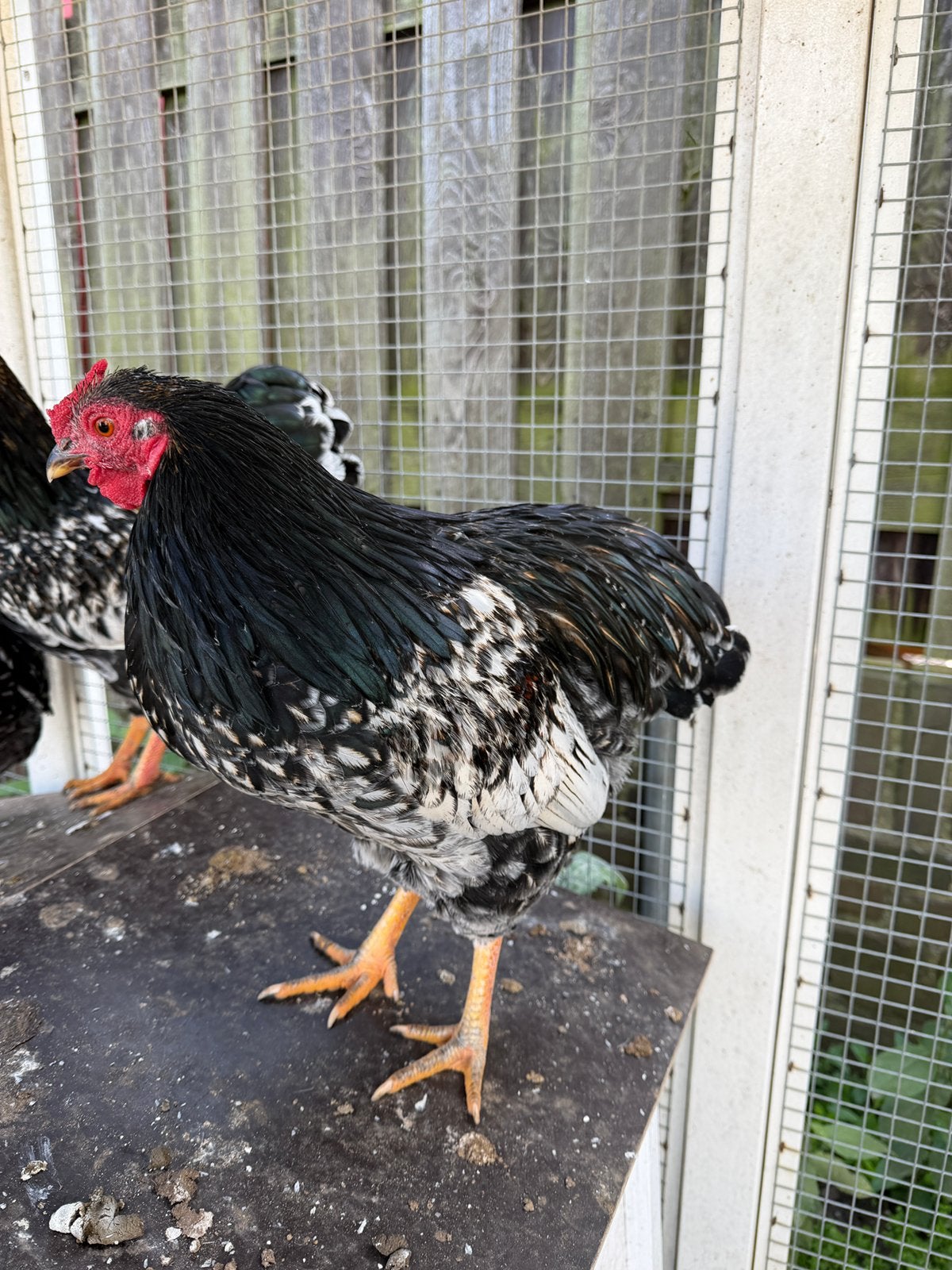 Wyandotte kriel haan, Dieren en Toebehoren, Mannelijk, Kip