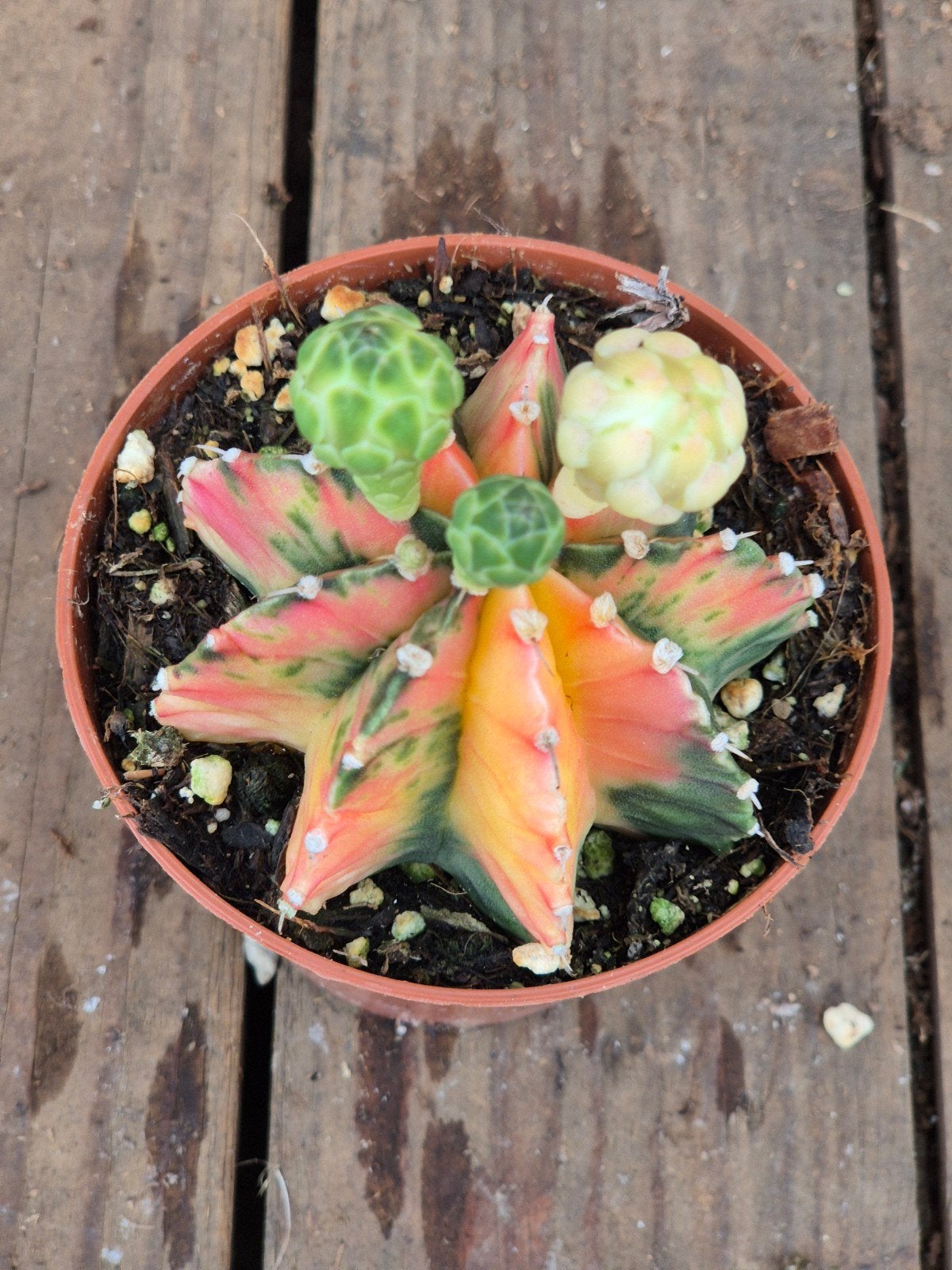Cactus Gymnocalycium Mihanovichii p8 (16), Ophalen of Verzenden, Cactus, Volle zon, Minder dan 100 cm