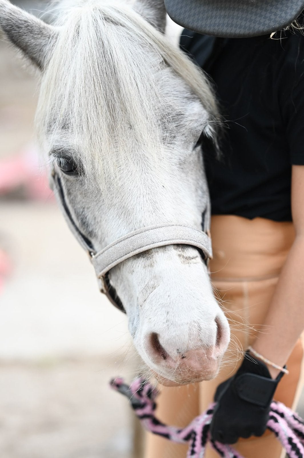 De liefste A bixie , L springen & regiokampioen Utrecht !, Gechipt, B, Ruin, Springpony