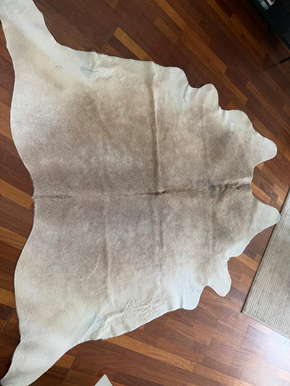 Koeienhuid vloerkleed - Natuurlijk en stijlvol, Ophalen, Beige, 150 tot 200 cm, 200 cm of meer