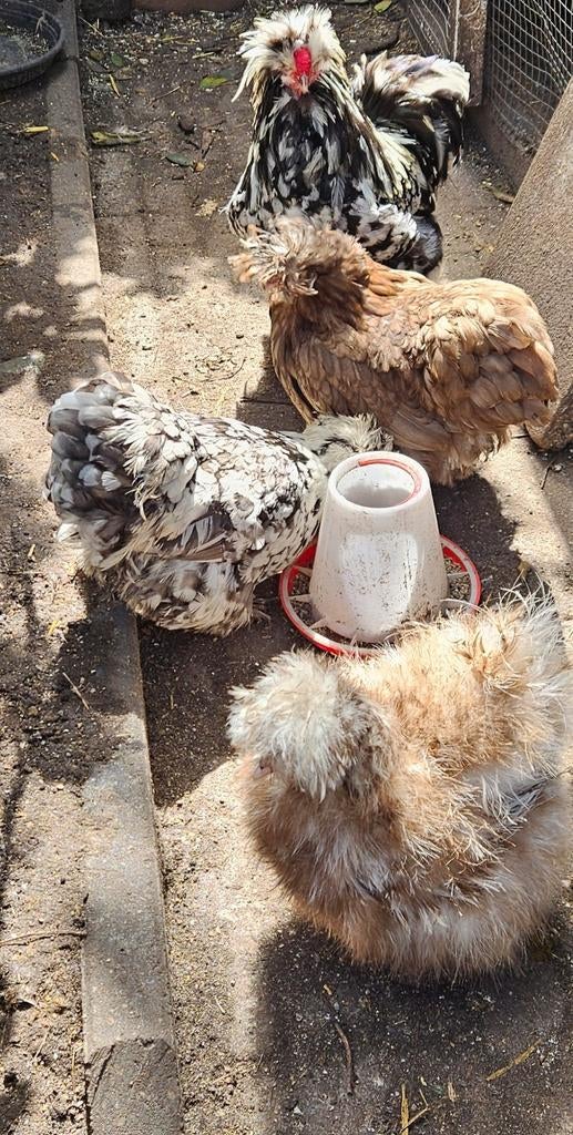 Usa mottled broedeieren zijdehoender, Dieren en Toebehoren, Pluimvee, Geslacht onbekend, Kip