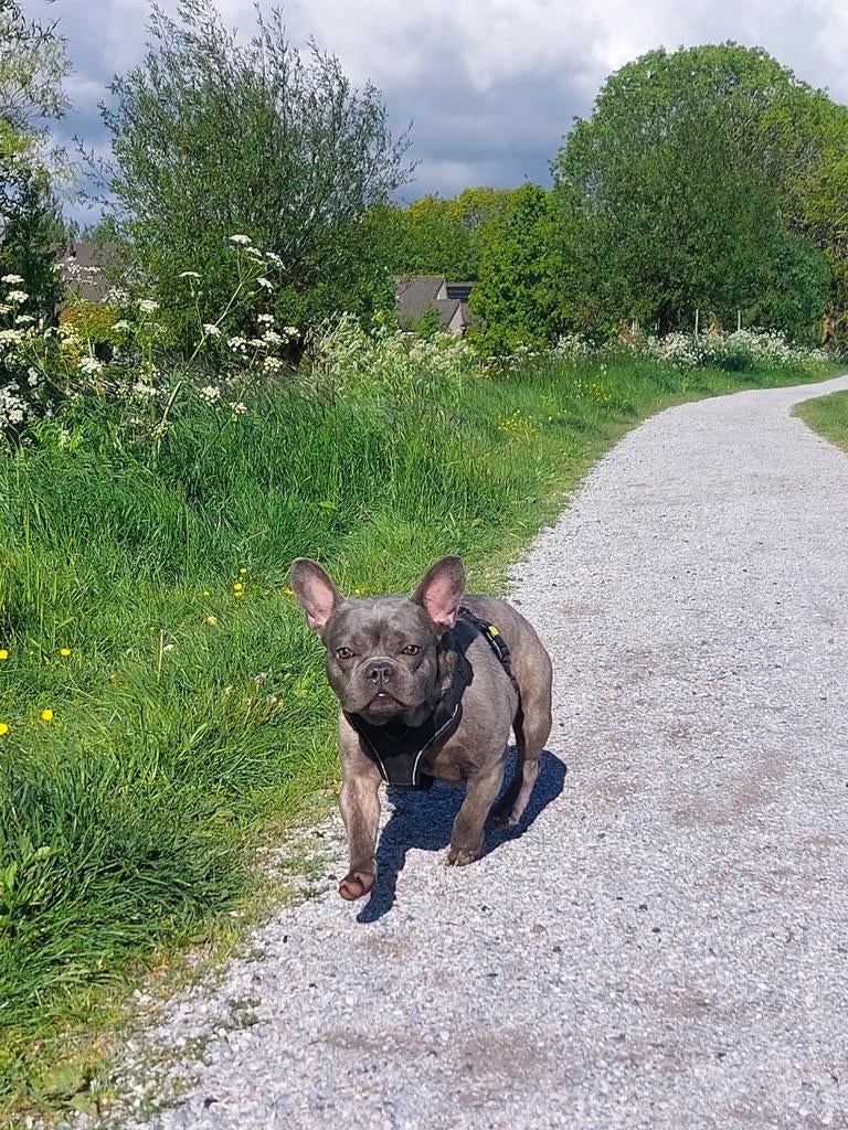 Franse bulldog dekreu Stamboom Volledig gekeurd niet tekoop, Reu, Eén hond, Nederland, Particulier