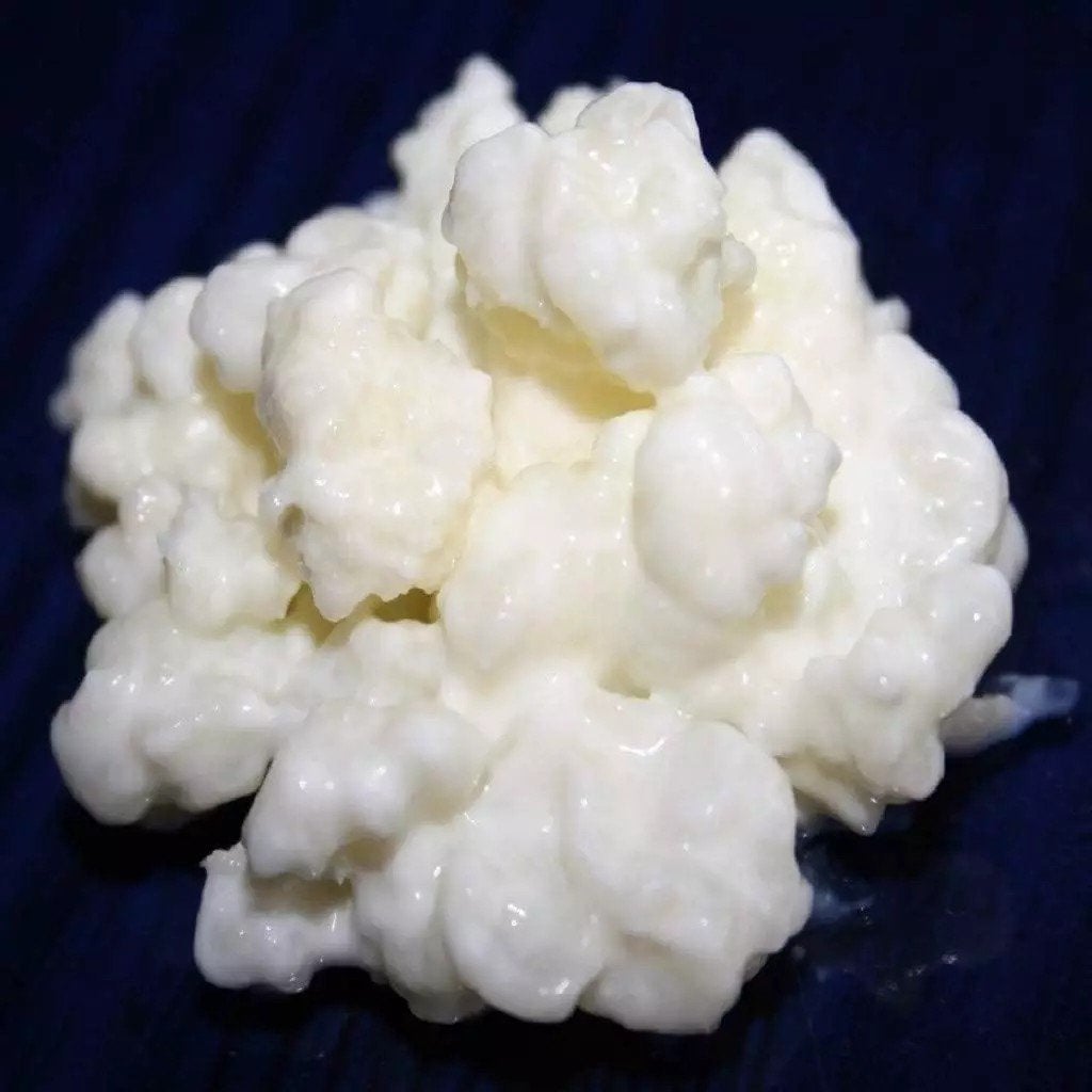 GEZOCHT. Kefir korrels, Ophalen