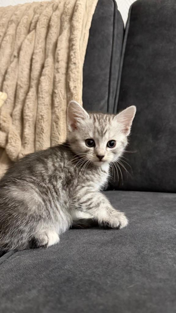 Tabby kitten, Dieren en Toebehoren, Katten en Kittens | Raskatten | Korthaar, Meerdere dieren