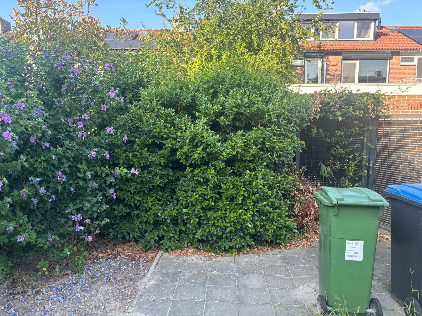 Gratis: o.a. Portugese laurier, rhodondendron,kardinaalsmuts, Tuin en Terras, Ophalen, Halfschaduw, 100 tot 250 cm