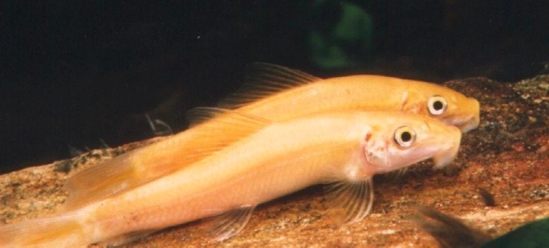 2x gouden algeneter., Dieren en Toebehoren, Vis, Zoetwatervis