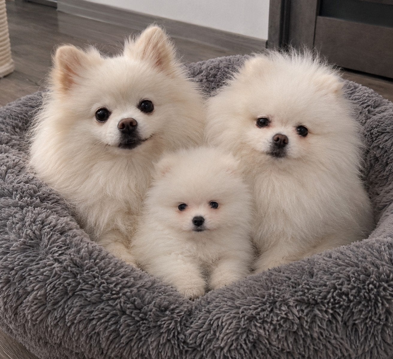 Pomeriaan pups, Overige rassen, Teef, Eén hond, Nederland