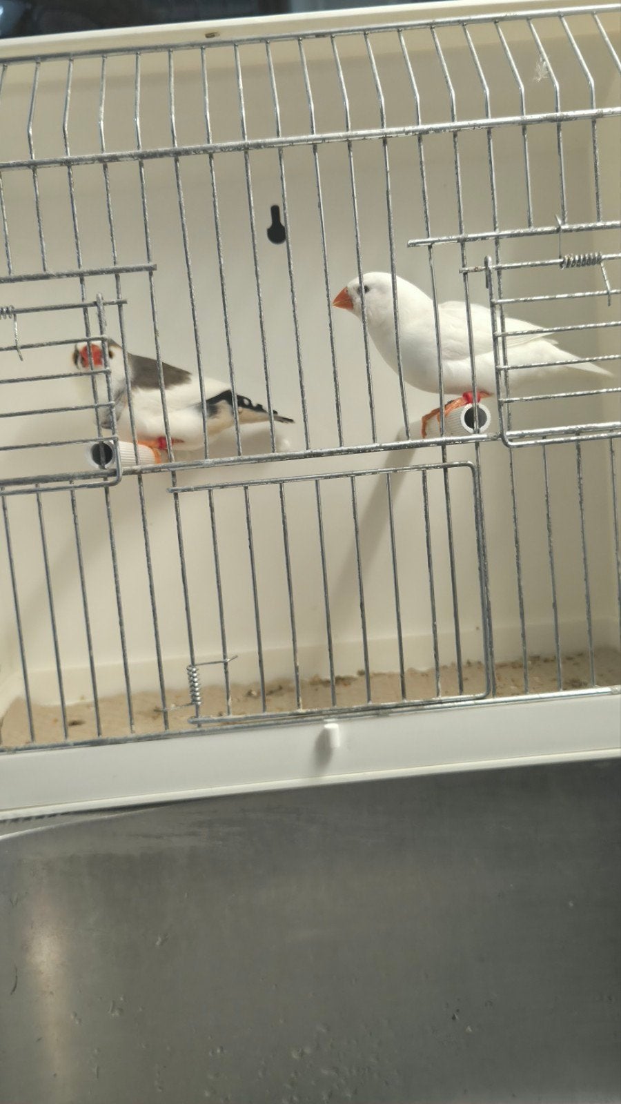 Wit x Bont zebravinken, Dieren en Toebehoren, Meerdere dieren