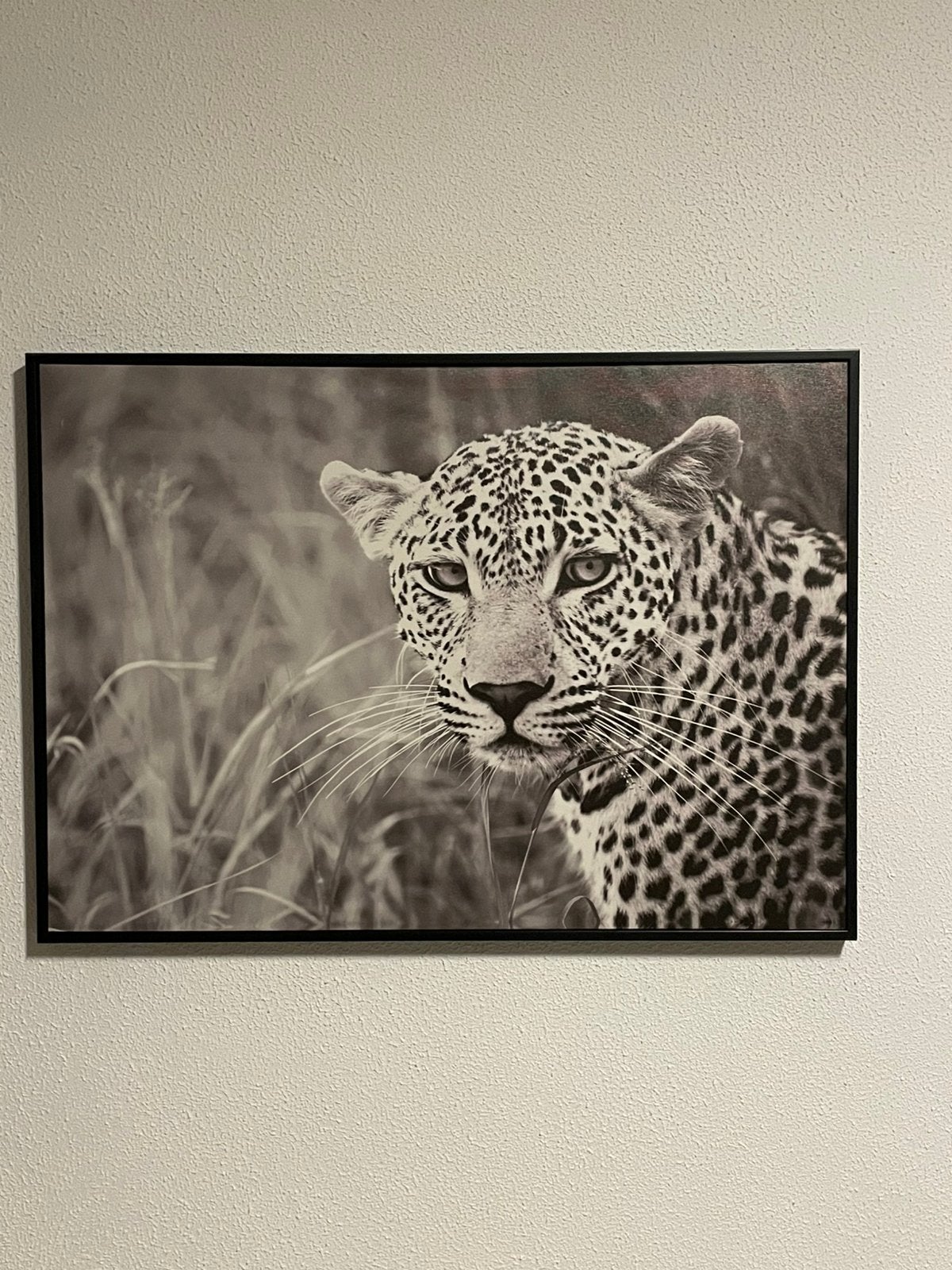 Schilderij luipaard, zwart en wit, Ophalen, Zo goed als nieuw, Schilderij