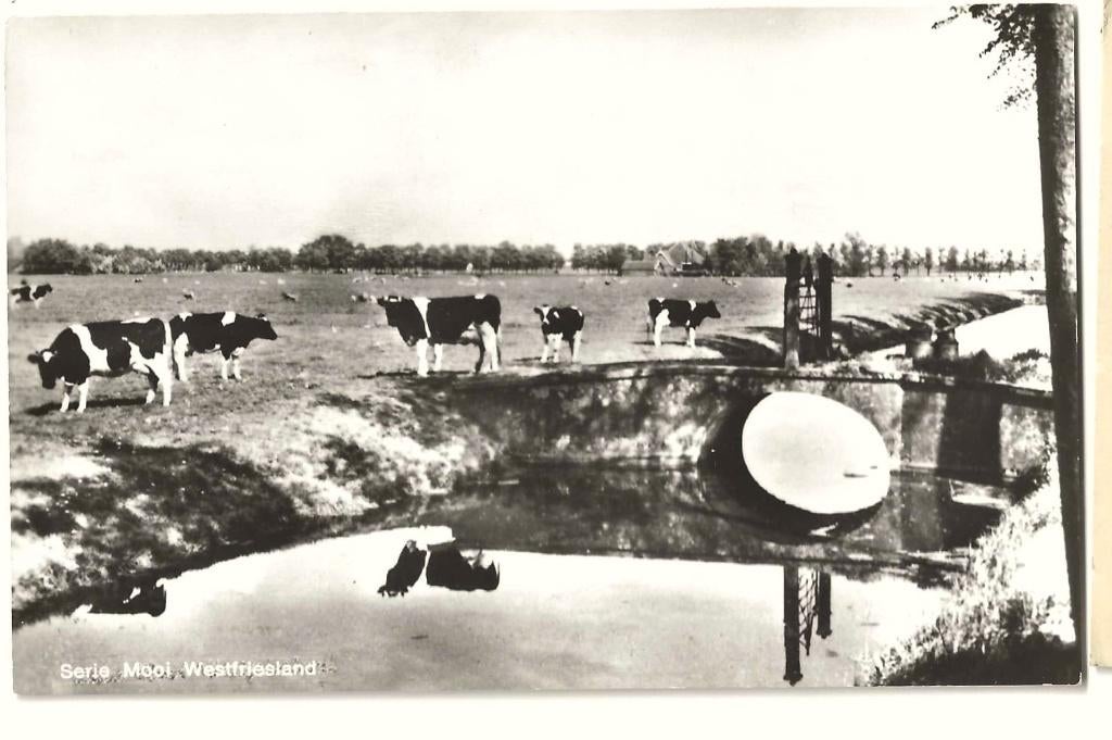 Jt25-148  West Friesland   Koe, Verzenden, 1960 tot 1980, Ongelopen, Noord-Holland