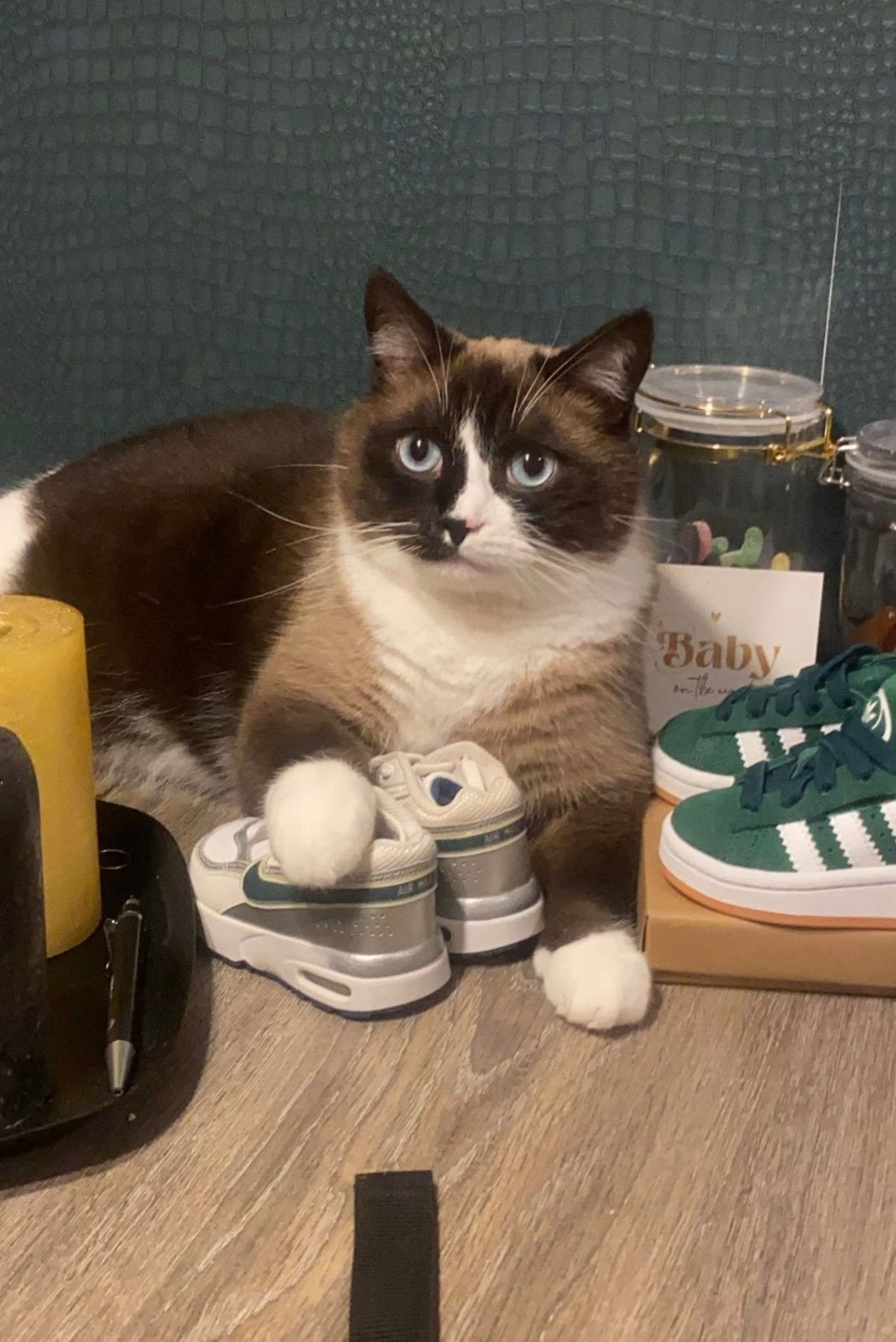 5 sterren huis gezocht. Voor lieve kater Raven, Dieren en Toebehoren