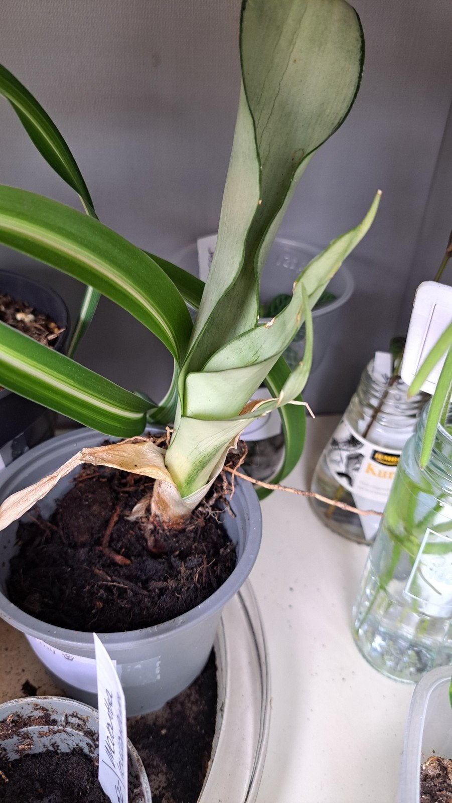 Sansevieria, Ophalen, Halfschaduw, Minder dan 100 cm