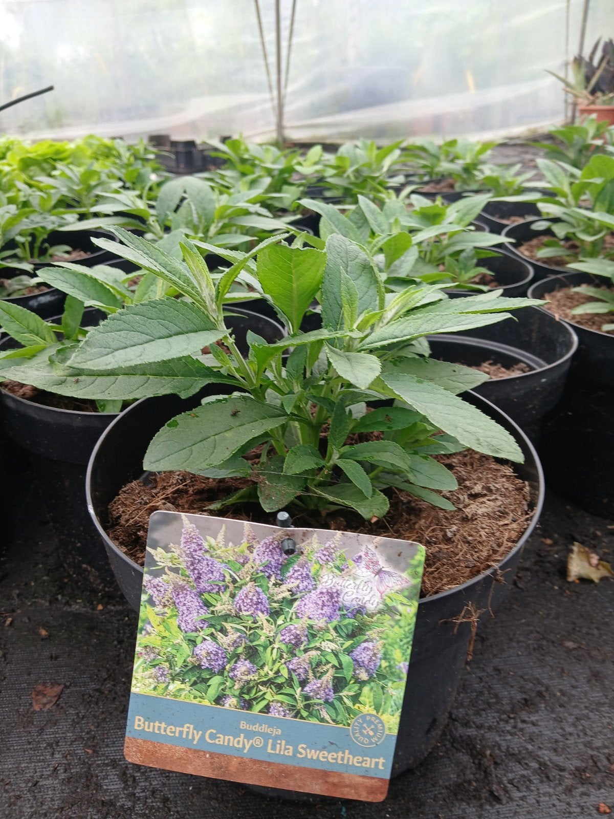 Buddleja 'Butterfly Candy Lila Sweetheart' - Vlinderstruik, Ophalen, Overige soorten, Volle zon