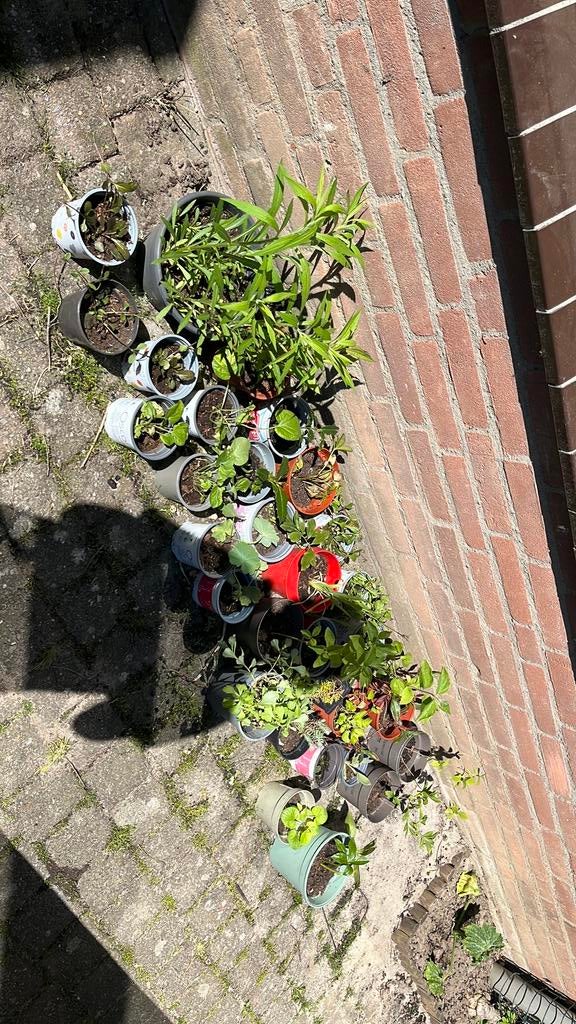 Buitenplanten, Ophalen, Tuinaarde