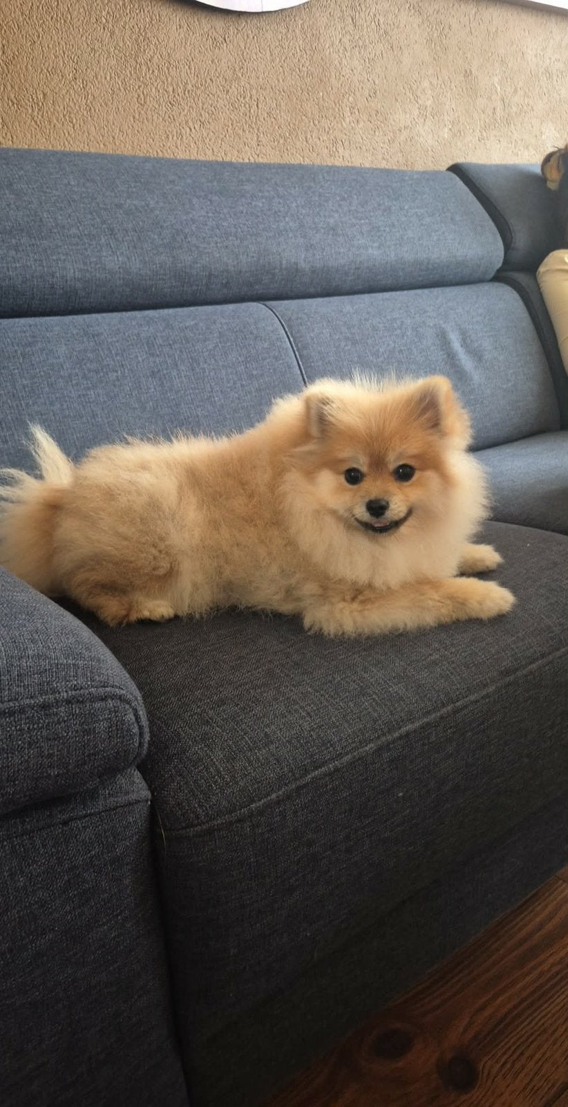 Pomerian pups, Dieren en Toebehoren, Particulier, 15 weken tot 1 jaar, Buitenland, Eén hond