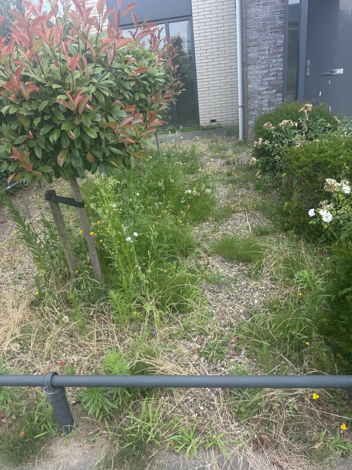 Onkruid weghalen, Tuinonderhoud of Snoeiwerk