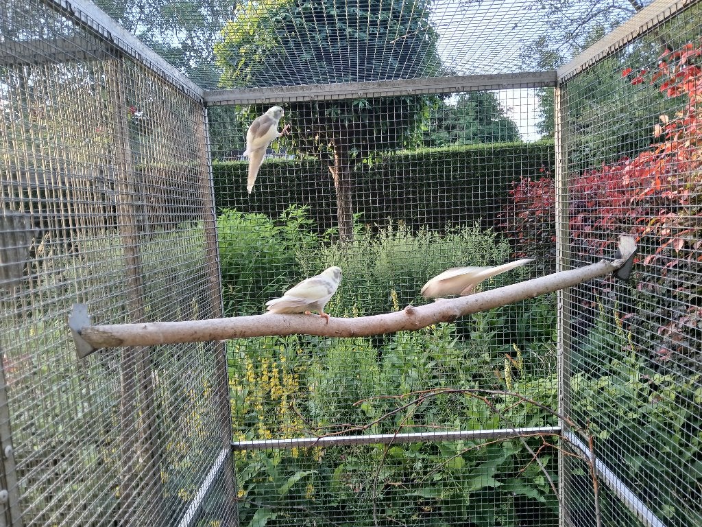 Kakariki, Meerdere dieren, Parkiet, Geringd